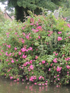 Canal-side English gardens...