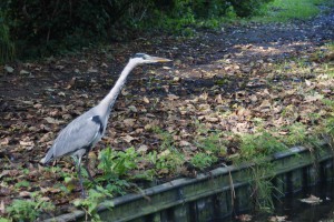an Heron ready to grab an elusive fish. There are many along the canals
