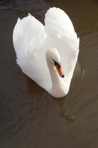 a friendly and insistent swan