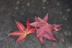 autumn: the leaves here are falling fast, but some remind us of Canada