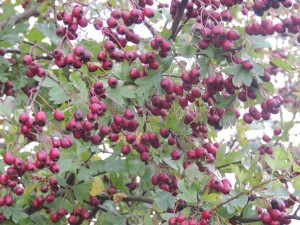  hawthorn berries