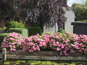 someone who has travelled with me on my journeys specifically appreciates the floral displays: the Netherlands is the best!